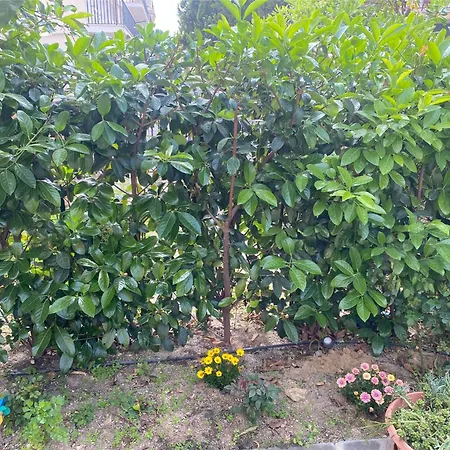 Casa Marylu Con Giardino 아파트